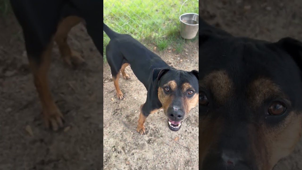 Enlarge Alvin, a Adoptable mixed breed in Kalamazoo, MI video 4/6