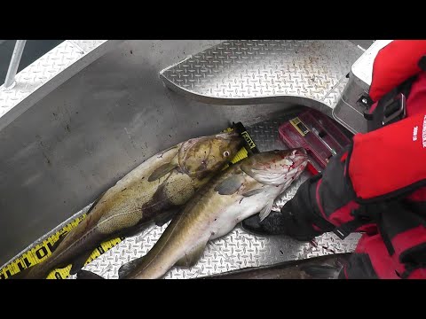 Kaschi: Vik-Brygge ein Dorschnachmittag in Norwegen 2020