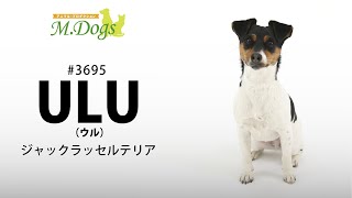ペットモデル　ULU(ウル)