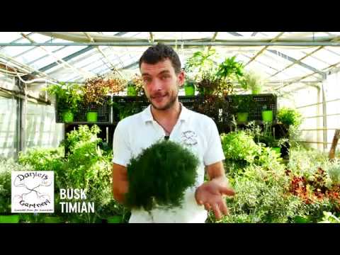 Daniel's Gartneri - Busk Timian