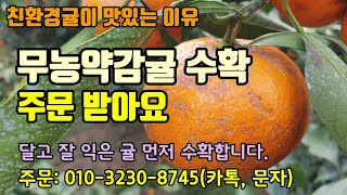 달고 맛있는 친환경무농약감귤을 수확하여 판매합니다 추워질수록 귤맛이 진하고 맛있어집니다. 친환경귤이 달고 맛…