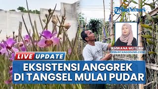 Dulu Pusat Budidaya Terbesar, Perkebunan Anggrek Tangsel Kini Menipis Digerus Pembangunan Gedung