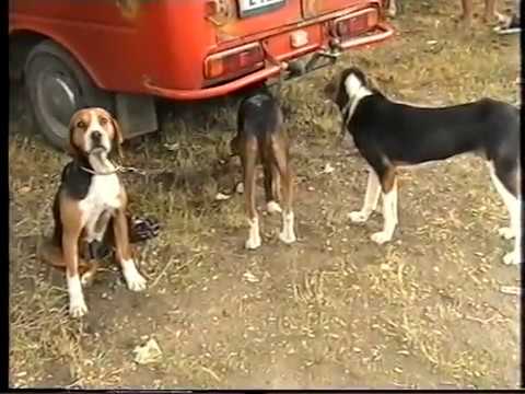 Kopek Pazari 30 6 2007 Cheshme kulagi sSredoseltsi