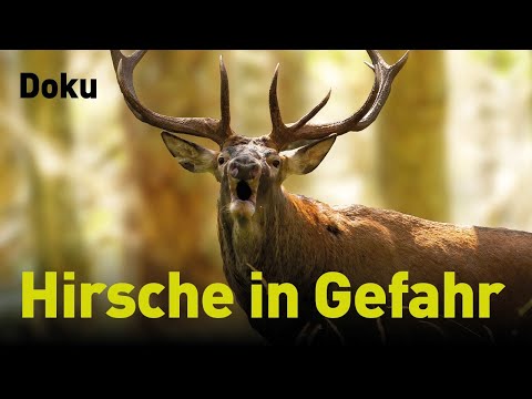 Umwelt: Hessens Wälder ohne Hirsche - So schlecht geht es dem Rothirsch wirklich von Markus Stifter