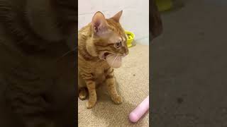 #cat   #catshorts #猫のいる暮らし #猫動画  #猫 #貓 #可愛い #搞笑 #funny #kucing #kucinglucu