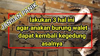 Download lagu 3 cara jitu agar anakan burung walet tetap pulang ke gedung asalnya mp3