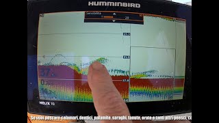 Come si vedono i calamari