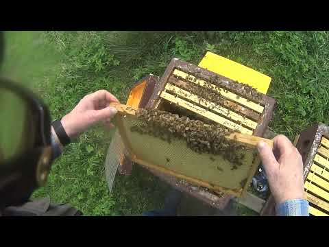 Översyn samt utökning av honungsbins kupor sydvästra Östergötland 2025 05 01 asq