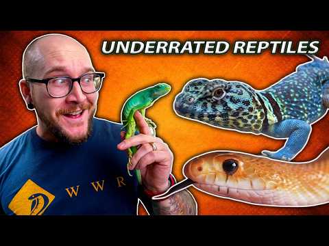 Top 5 Most UNDERRATED Reptiles in 2026!