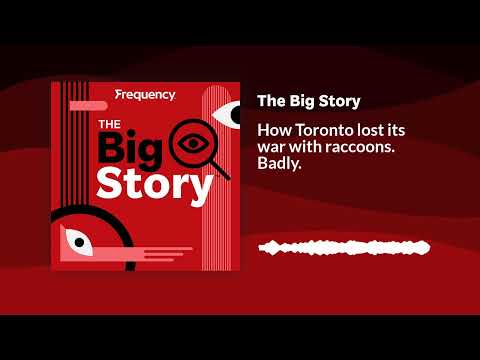 How Toronto lost its war with raccoons. Badly. | The Big Story