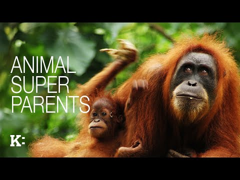 Animal Super Parents - Trailer | Knowledge Network