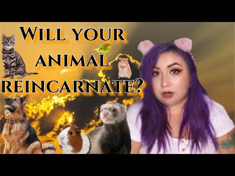 WILL YOUR PET REINCARNATE? | WHAT HAPPENS AFTER DEATH?