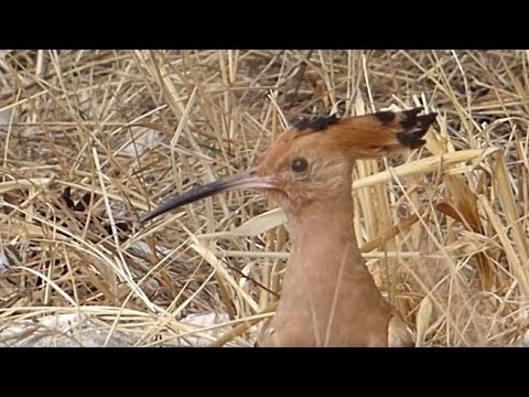 Ptice Hrvatske - Pupavac (Upupa epops) (Birds of Croatia - Hoopoe) (1/3)