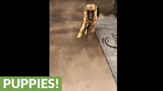 Dog getting picked up from doggy daycare