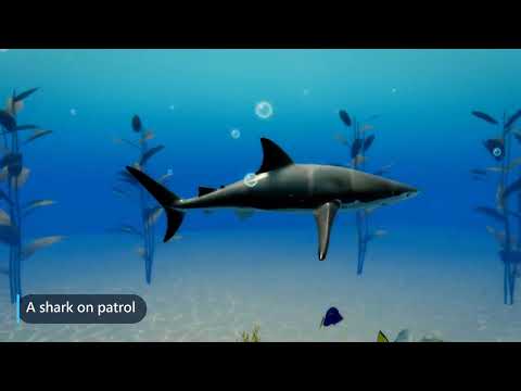 Aquarium Live Wallpaper: Reef video thumbnail
