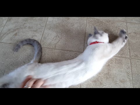 Siamese kitten loves being petted