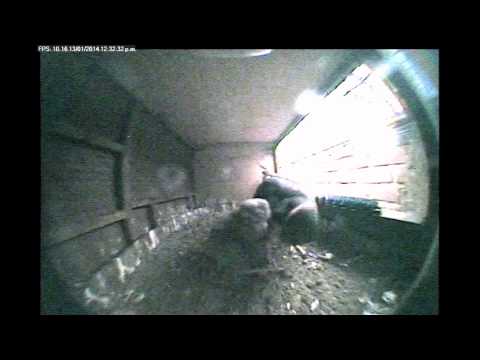 Pichón aplomado se atraganta y es salvado por su padre