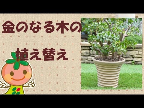 金のなる木 植物