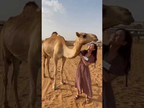 🎥 Discover Dubai’s Desert with a Camel Ride!