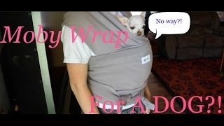 Moby Wrap For A DOG?!