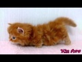 Fluffy Orange Kitten With Blue Eyes Too Cute ...