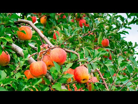 リンゴの収穫: 良い収量を得るための 10 のヒント 植物