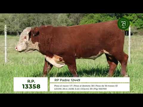 RP 13358 TORO HEREFORD