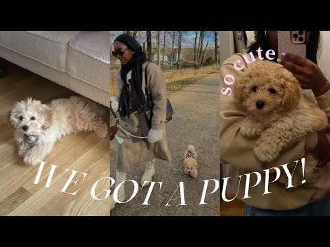 Maltipoo Puppies Adoption