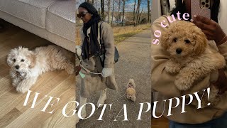 WE GOT A PUPPY MALTIPOO🐶 | First 48 HOURS + PUPPY PREP