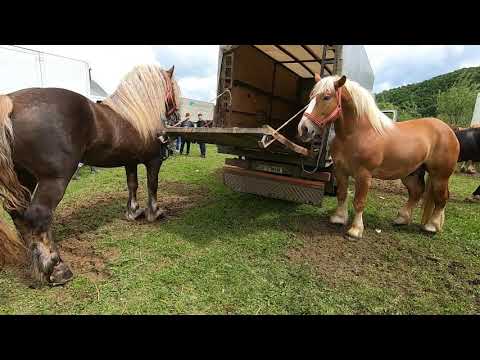Caii lui Vlad Costel de la Satu Mare \Bucovina