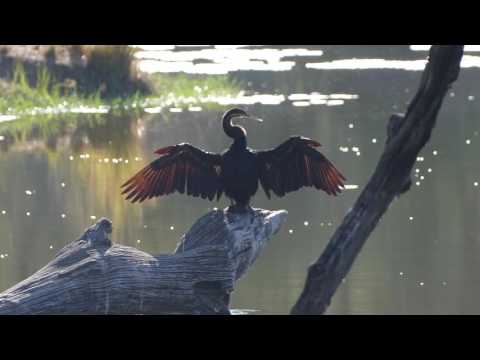 Kruger 4K - African Darter at Lake Panic