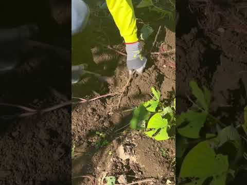 園芸 塊茎キンレンカ