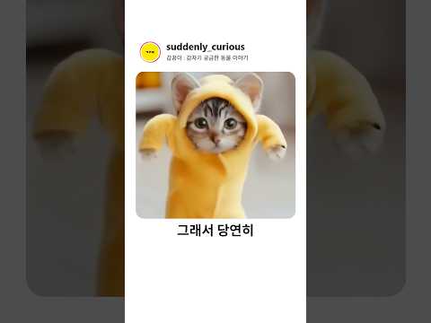 진짜 제로투 추는 고양이