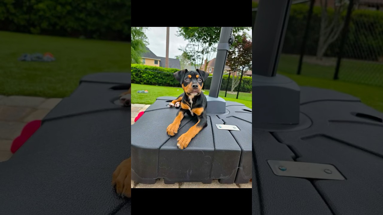 Enlarge Sierra, an adopted mixed breed in Syracuse, NY video 6/6