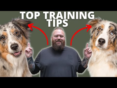 3 TIPS FOR TRAINING YOUR AUSTRALIAN SHEPHERD