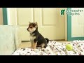 Shiba Inu dogs for sale: Jingles - Video 1
