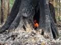 Dangerous Tree Cutting, Tree Climbing, Big Tree ...