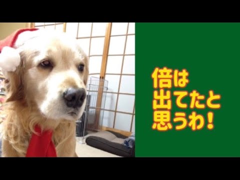 ワンワンU・x・Uお悩み相談室2️⃣5️⃣〜敦賀市「アルフくん」#狭い道ではスピードダウン⤵️#制限速度を守って安全に🚗