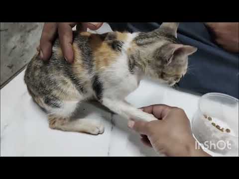 Aj sherkhan or mano ne bili ke chote bache ko mare