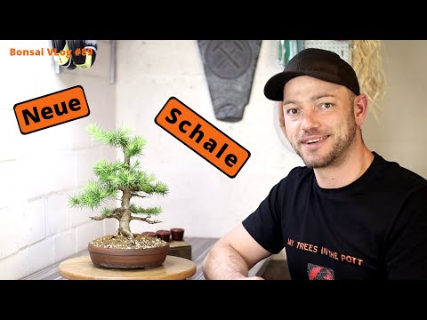 Eine wunderschöne neue Schale für meine jap. Lärche "Larix kaempferi" [Umtopfen] | Bonsai VLog #89