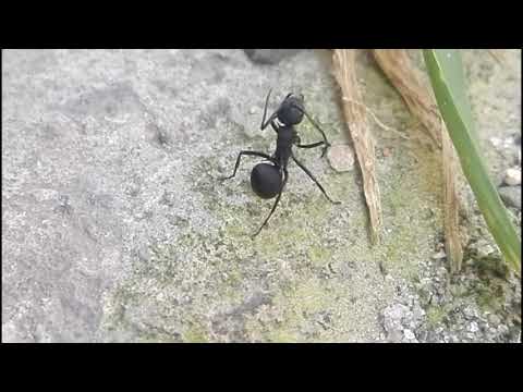 Ants - मै छोरी सुन्दरी ...(mai chori  Sundari)