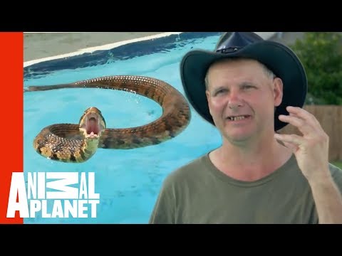 Face-to-Face With A Cottonmouth Snake | Call Of The Wildman