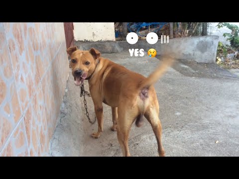 How to Calm My Dog Gently? | Jovi Lyn