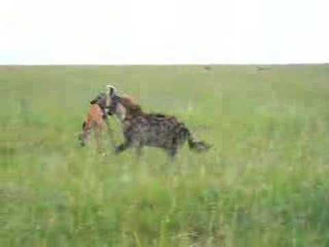 Hyena with fresh impala kill