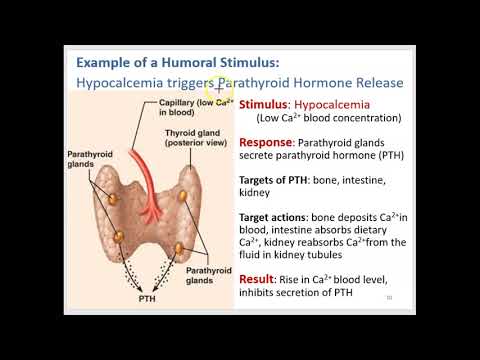 Endocrine System Part 1