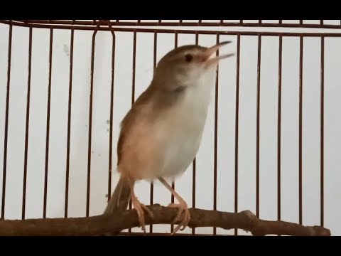 Prenjak Novyj Trend Smotret Onlajn Na Sajte Trendovi Ru