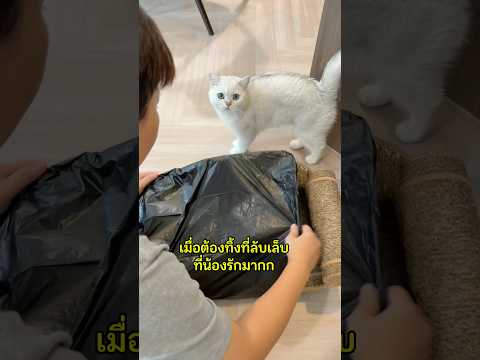 เมื่อเอาของโปรดน้องไปทิ้ง ไม่คิดเลยว่าบับจะทำแบบนี้😭 #คิมบับครับผม #cartonconnection #แมว #ทาสเเมว