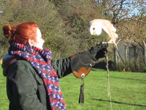 Falconry morning @ Greetham- Sian & Barn Owl