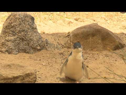 G'DAY SA TRAVEL - Thursdays 7pm