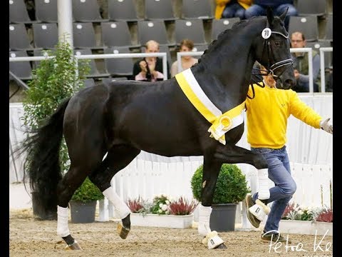 Lord Europe ( Lortherdale x Biston x Lancer II)